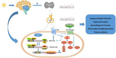 The GH-IGF-1 Axis in Circadian Rhythm